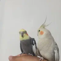 یک جفت عروس هلندی مولد.|پرنده|تکاب, |دیوار