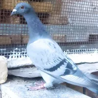 گم شده