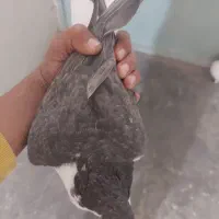 کبوتر|پرنده|قائن, |دیوار