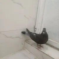 کبوتر دمیری ماده|پرنده|ارومیه, |دیوار