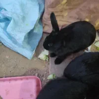 خرگوش پشمالو  لوپ اصل|موش و خرگوش|تربت‌حیدریه, حاجی یار‎|دیوار