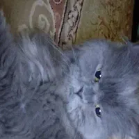 گربه اسکاتیش سفید و بلو نرو ماده|گربه|فردیس, فردیس|دیوار