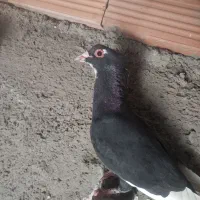 سهتا پلنگ دوتاکلای  یک کوسه سوراخی