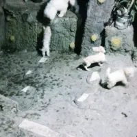 سگ شیتزو|سگ|آستانه اشرفیه, |دیوار