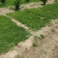 نشا گوجه فرنگی رداستون و سوپرداش