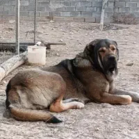 سگ نگهبان