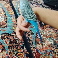 مرغ عشق|پرنده|اردکان, |دیوار