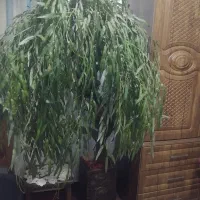 درختچه بید مصنوعی چرم