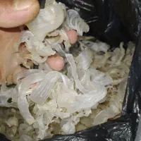 کتیرا صدفی خوراکی
