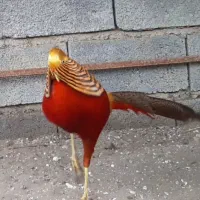 قره قاوول|حیوانات مزرعه|قائم‌شهر, |دیوار