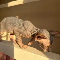 اسفینکس گربه بی مو|گربه|تهران, چیتگر شمالی|دیوار