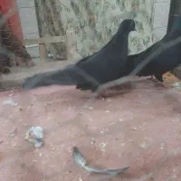 اگهی فروشی یک جفت کبوتر زینتی|پرنده|ایواوغلی, |دیوار