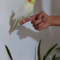 عروس هلندی ماده