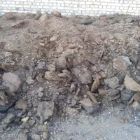 یکی تریلی کدو گوسفند خالص