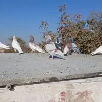 ۳۴ تا رنگه کفتر بوم چناران