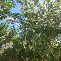 گل نسترن چین اول صبح