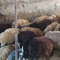 شرق وغرب زنده میخوای گوسفند ببر|حیوانات مزرعه|تهران, جنتآباد جنوبی|دیوار