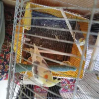 سلام به دوستان عزیز ی عروس هلندی ماده به فروش میرس|پرنده|مهاجران, |دیوار