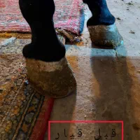 نعلبندی (نعل بندی)