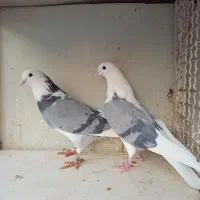 کفتر|پرنده|تهران, آهنگران (سراسیاب دولاب)|دیوار