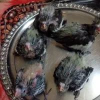 8تاچوچه عروس وروشی دارم