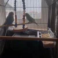 دو عدد مرغ عشق اهلی