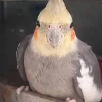 عروس هلندی عنبرآباد|پرنده|عنبرآباد, |دیوار