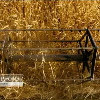 خرید و فروش گندم