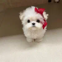 سگ زیبا|سگ|کرمان, |دیوار