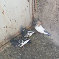 سینه ای کله ای فروشی