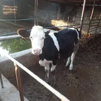 البسه نژاد شیری جنس خوب