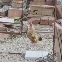 خروس زیبا زینتی معاوضه با مرغ تخم گذار