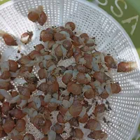 بچه حلزون آلبینو