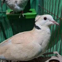 کبوتر تزیینی کاکلدار طوقی