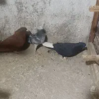 کبوتر سوراخ