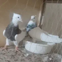 کفتر کبوتر رنگی طوقی