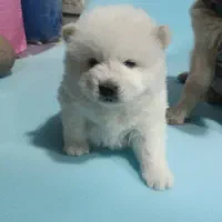 توله چاوچاو