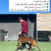مربی سگ ، آموزش سگ|خدمات آموزشی|اهواز, کیانپارس |دیوار