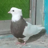 ستا طوقی خوب|پرنده|برازجان, |دیوار