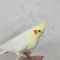 عروس هلندی|پرنده|پاکدشت, حصار امیر|دیوار