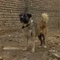 سگ سگ