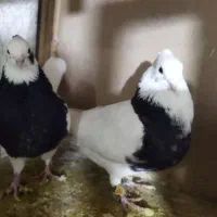 کفتر  شاپرک|پرنده|بهمن صغاد, |دیوار