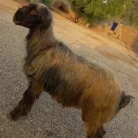 قوچ بختیاری