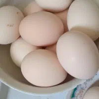 تخم مرغ طبیعی تازه مناسب خوراک و جوجه کشی