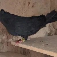 کبوتر زاغ نر