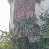 درخت پالم