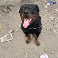 واگذاری روتوایلر نر نگهبان