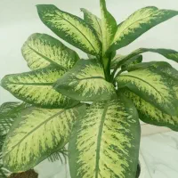 گل دیفن بزرگ