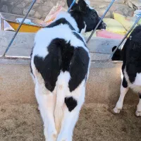 گاو و گوساله|حیوانات مزرعه|نیشابور, مازول|دیوار