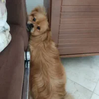 توله سگ پامر پیکینیز